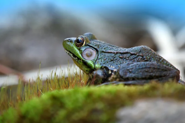 Grüner Frosch — Stockfoto