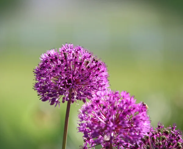 ネギの花 — ストック写真