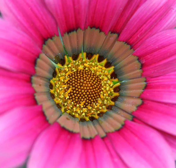 Flor de margarita — Foto de Stock