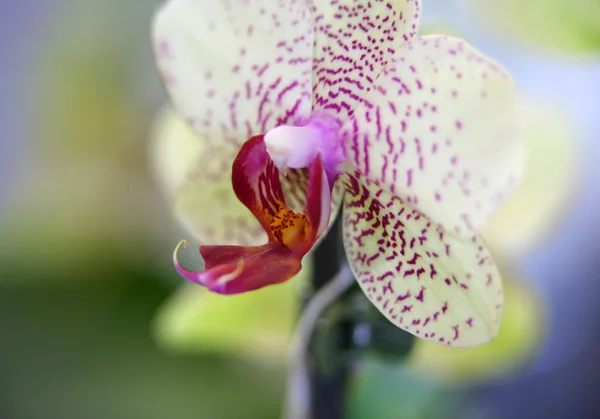 Orchid flower — Stock Photo, Image