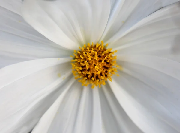 Gerber blanc — Photo