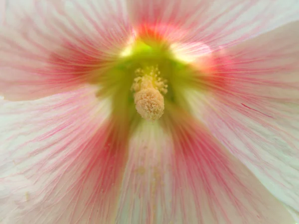 Roze hibiscus — Stockfoto