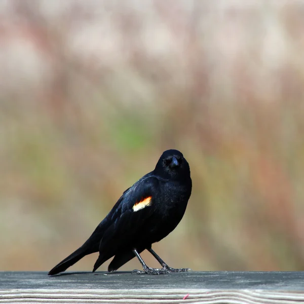 赤い翼の黒い鳥 — ストック写真