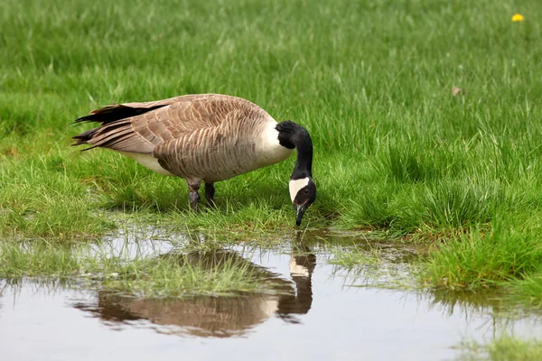 Goose — Stock Photo, Image