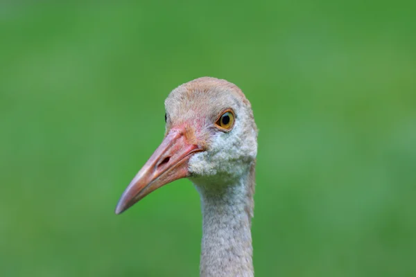 Sandhügelkran — Stockfoto