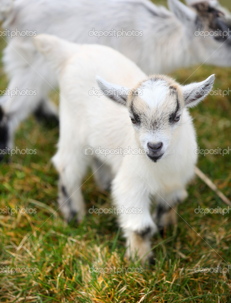 Bebe Chevre Image Libre De Droit Par Snehitdesign C Bebe Chevre Image Libre De Droit Par Snehitdesign C