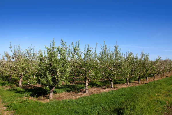 Apple farm — Stock Photo, Image