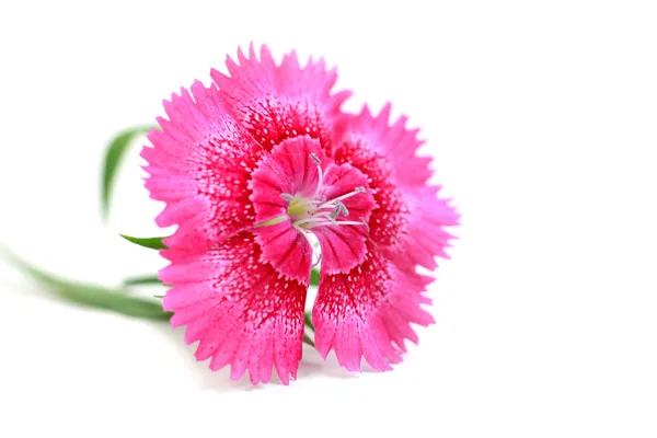 Dianthus — Stock Photo, Image