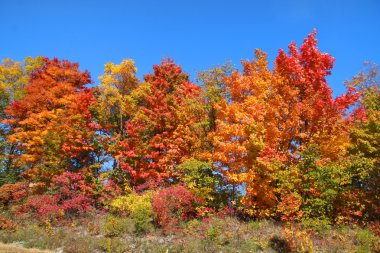renkli sonbahar ağaçlar