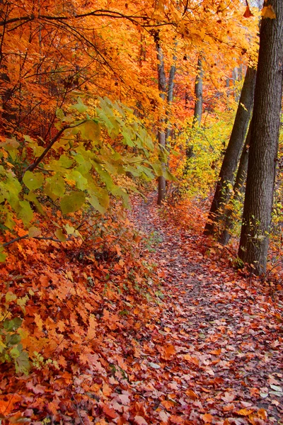Осенняя тропа — стоковое фото