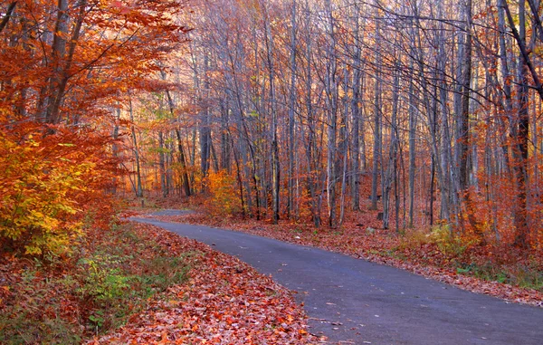 Forest drive — Stock Photo, Image