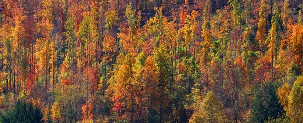 Kleurrijke herfst bomen — Stockfoto