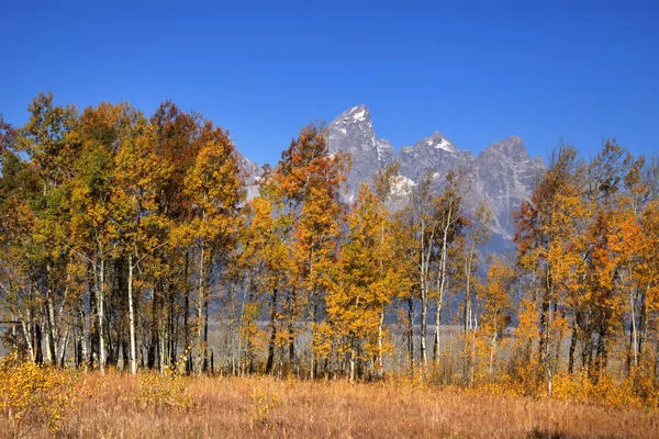 Grand teton bergen — Stockfoto