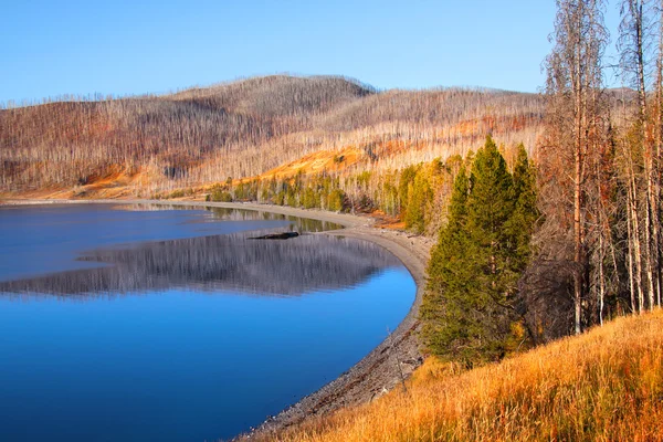 Καμένων δένδρων από Yellowstone λίμνη — Φωτογραφία Αρχείου