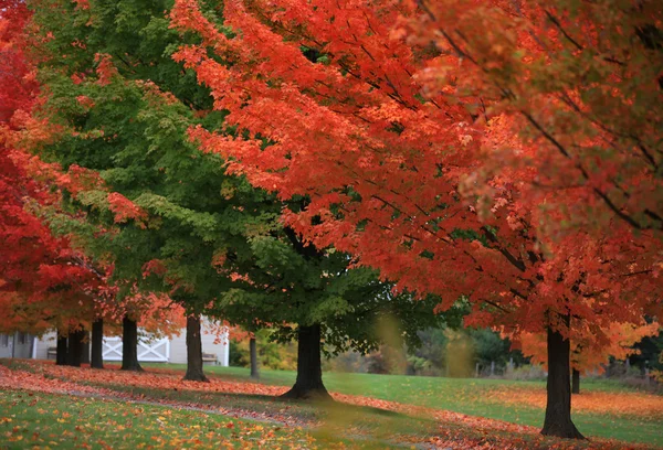 Köra vägen av färgglada träd — Stockfoto