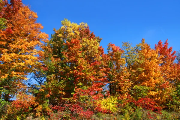 Bunte Herbstbäume — Stockfoto