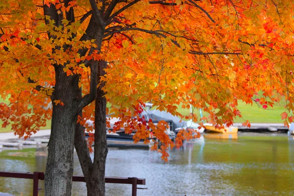 Podzimní strom u jezera — Stock fotografie