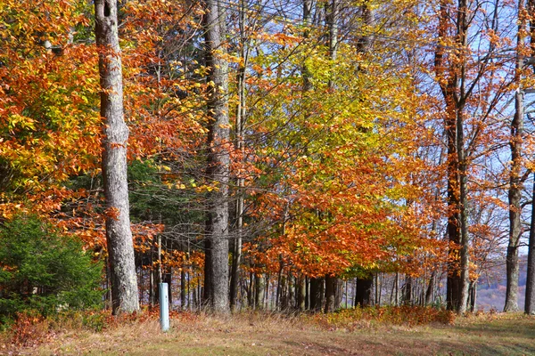 Autunno alberi — Foto Stock