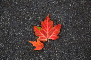 iki küçük akçaağaç yaprakları