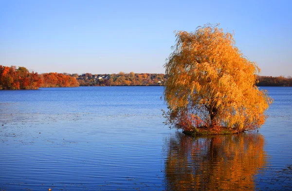 Willow tree — Stock Photo, Image