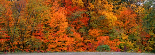 Ragyogó őszi fák — Stock Fotó
