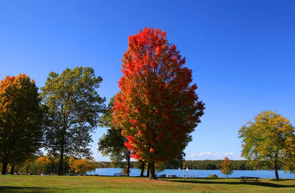 Autumn trees — Stock Photo, Image