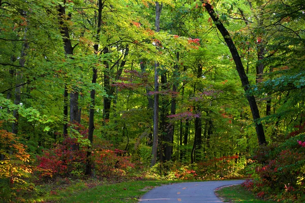 Trail through trees — Stock Photo, Image