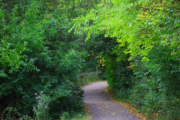 Trail through trees — Stock Photo, Image