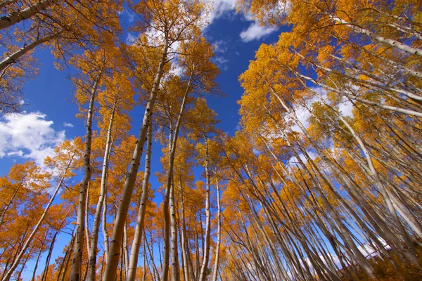 Aspen bomen — Stockfoto