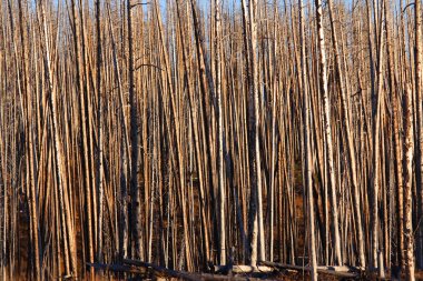 uzun yanmış ağaçlar