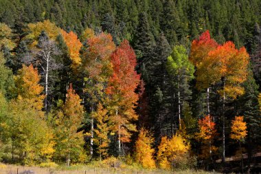 sonbahar renk ağaçlar