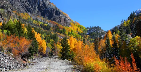 Renkli aspens — Stok fotoğraf