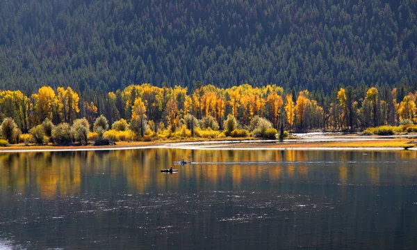 Réflexions des arbres — Photo