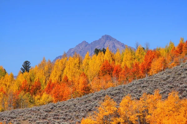 白杨树在大提顿山 — 图库照片