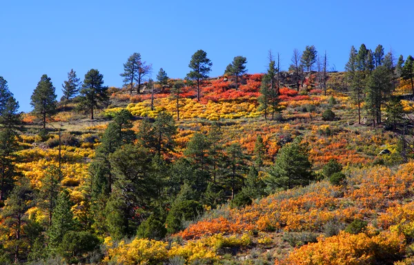 秋天的颜色，在山顶上 — 图库照片