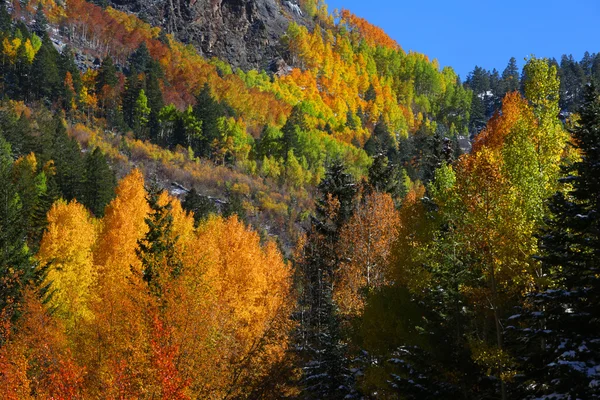 Осіннє листя в горах — стокове фото