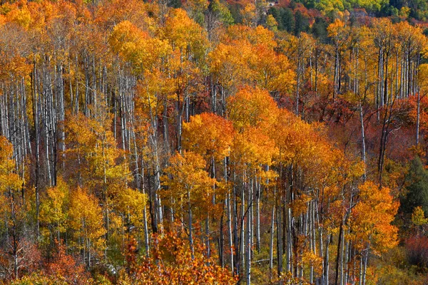 Kleurrijke aspen bomen — Stockfoto