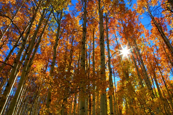 Tall Aspen trees — Stock Photo, Image