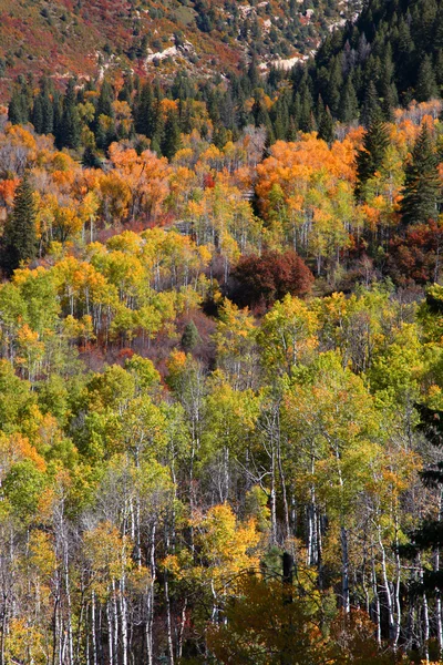 Aspens — Stock Fotó