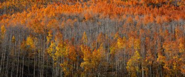 rocky Dağları'nda kavak ağaçları