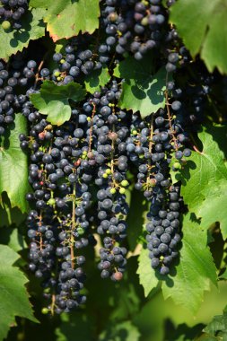 Vinery