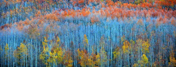 Árvores de áspen em montanhas rochosas — Fotografia de Stock