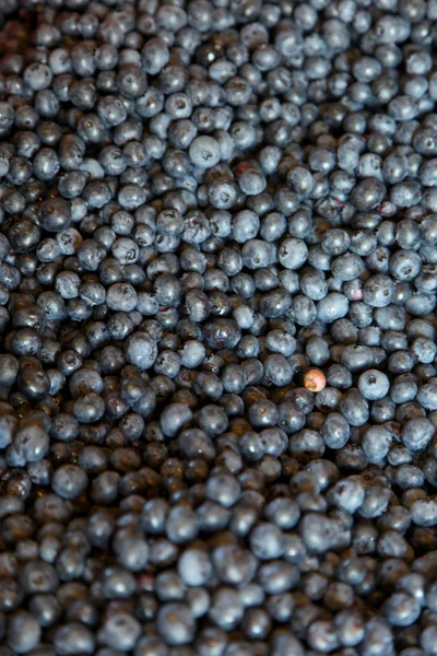 Blue Berries — Stock Photo, Image