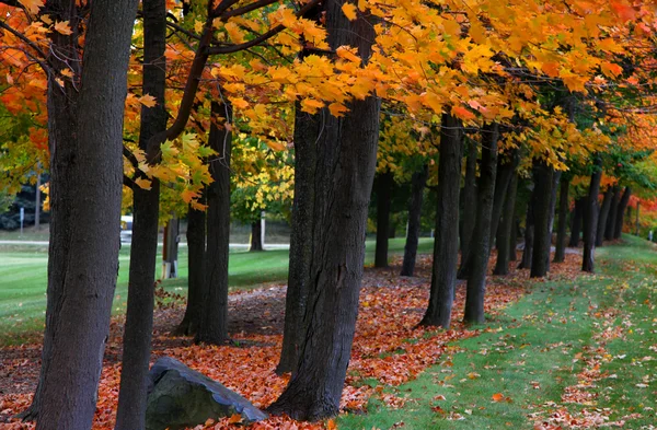 Rij van herfst bomen — Stockfoto