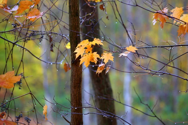 Wet yellow maple leaves — Stock Photo, Image