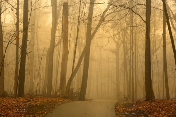 Misty manhã — Fotografia de Stock