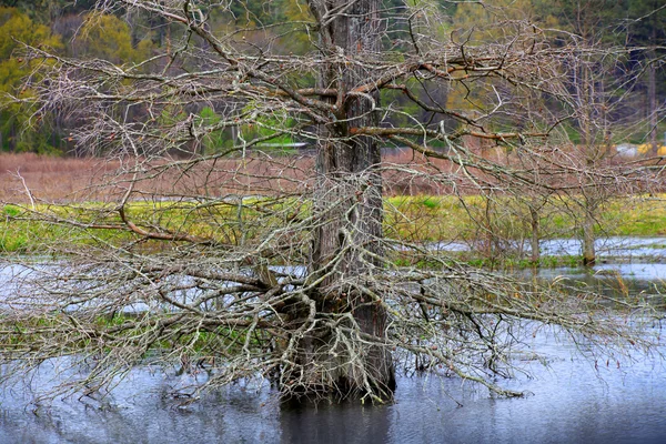 Straszne drzewa — Zdjęcie stockowe