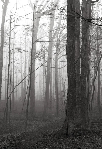 Calea forestieră — Fotografie, imagine de stoc