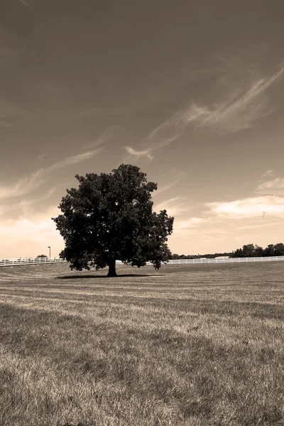 Jeden velký strom — Stock fotografie