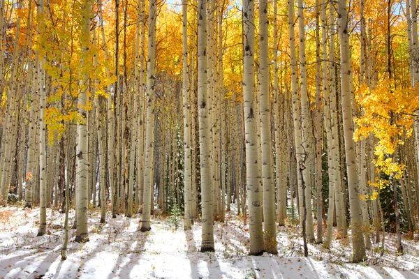 Árboles de Aspen — Foto de Stock